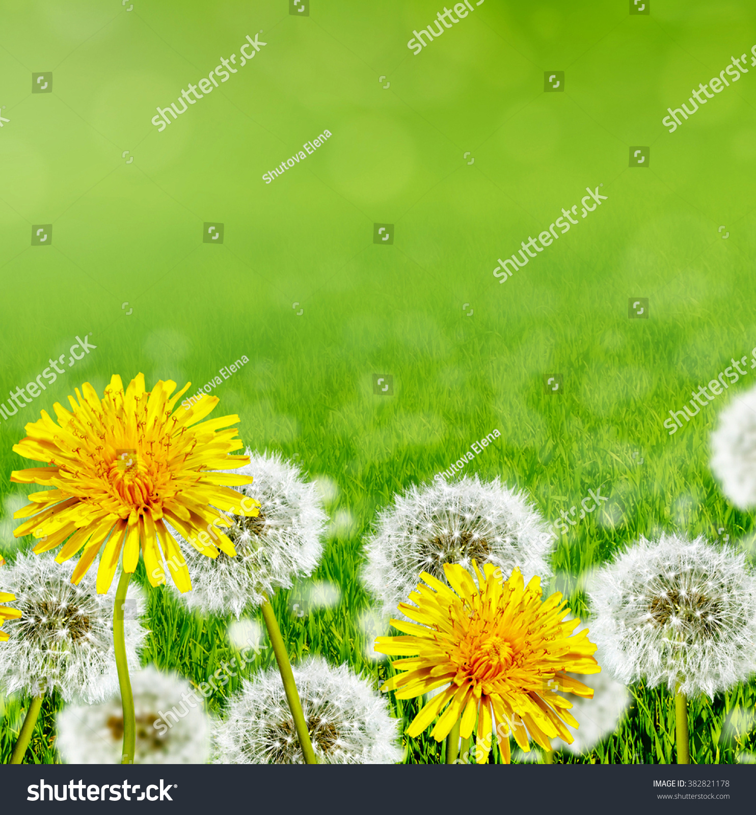 Summer landscape. Flowers. White and yellow flowers dandelions #382821178