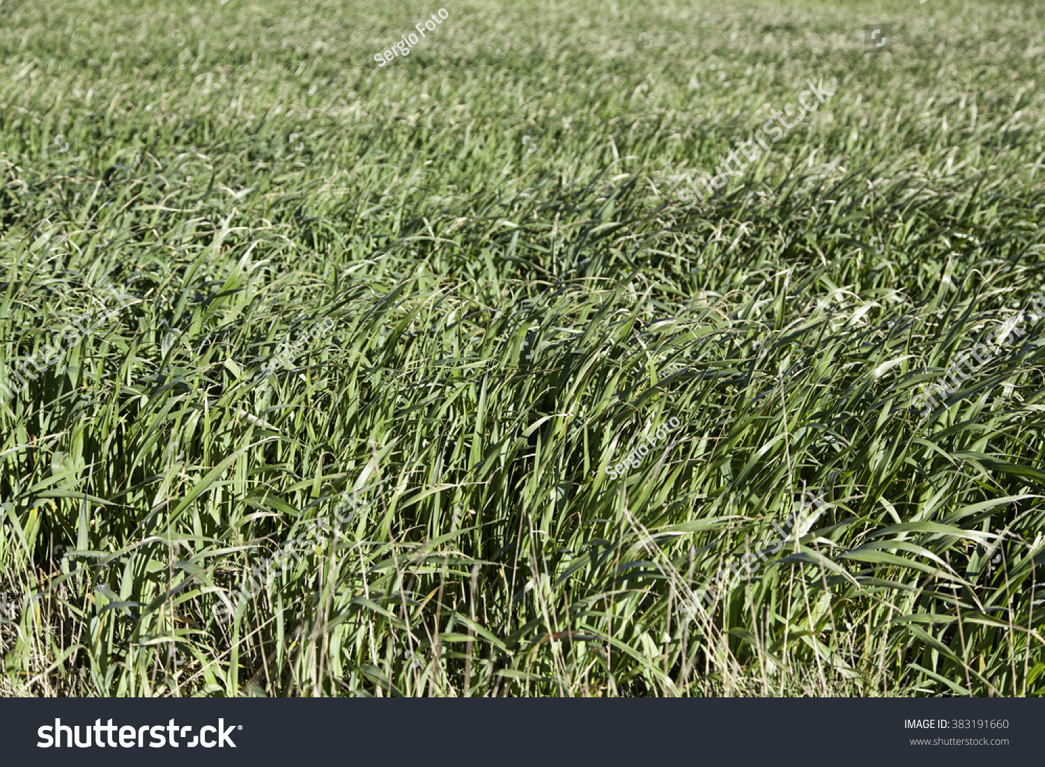 Background of fresh grass, detail of a field in nature #383191660