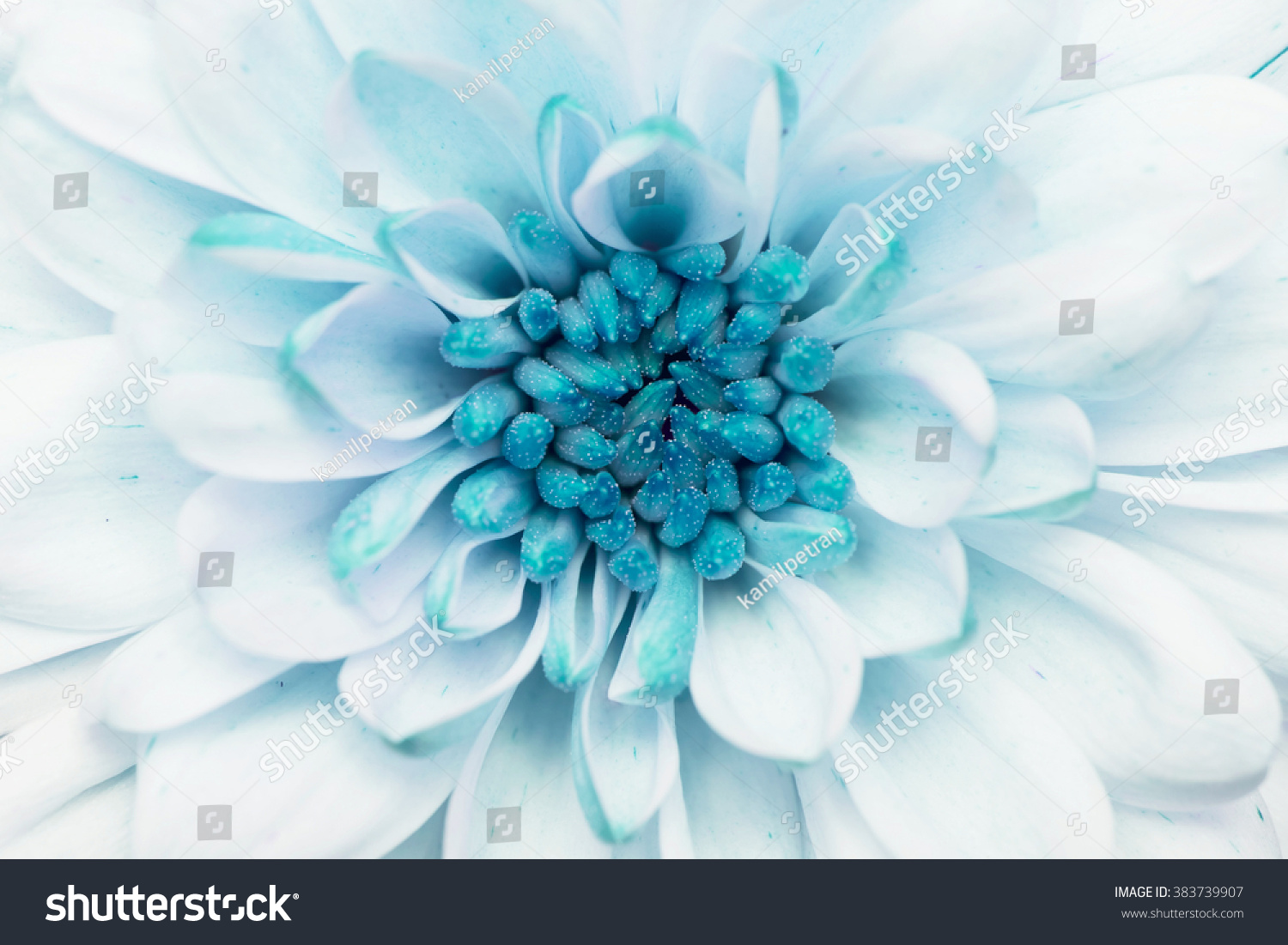 Turquoise annealed Chrysanthemum #383739907