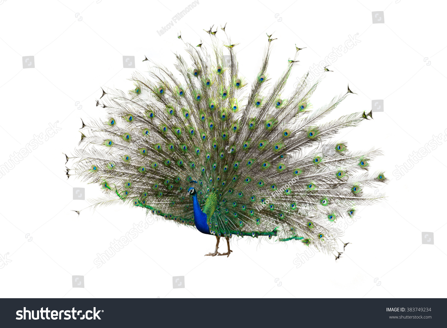 Female Indian Peafowl (peahen). Isolated over white  #383749234