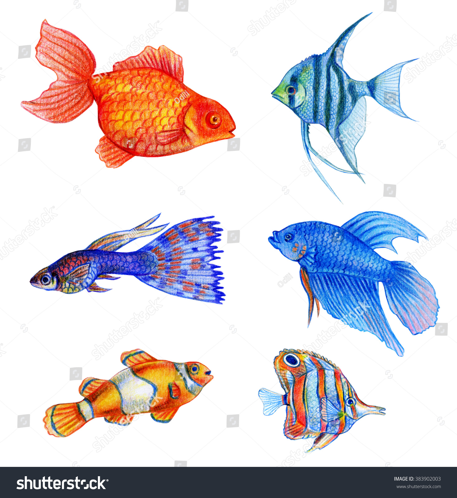 Watercolor Tropical Fish Set Hand Draw Aquarium Royalty Free Stock Photo 383902003 Avopix Com