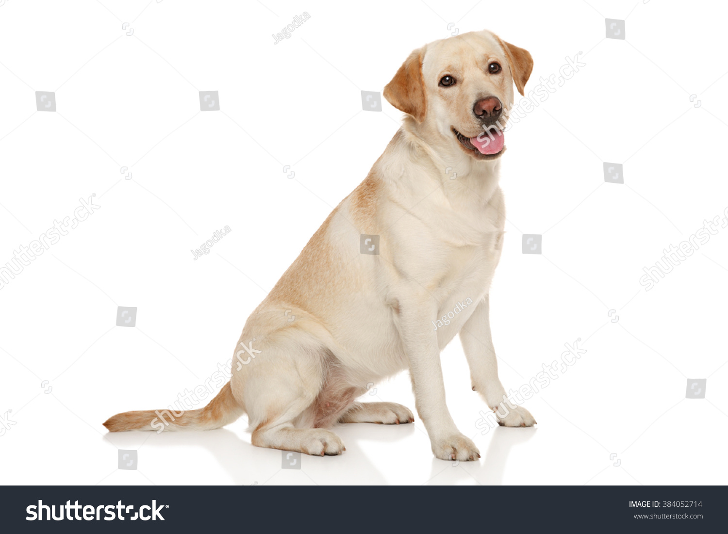 Beautiful Labrador retriever in front of white background #384052714