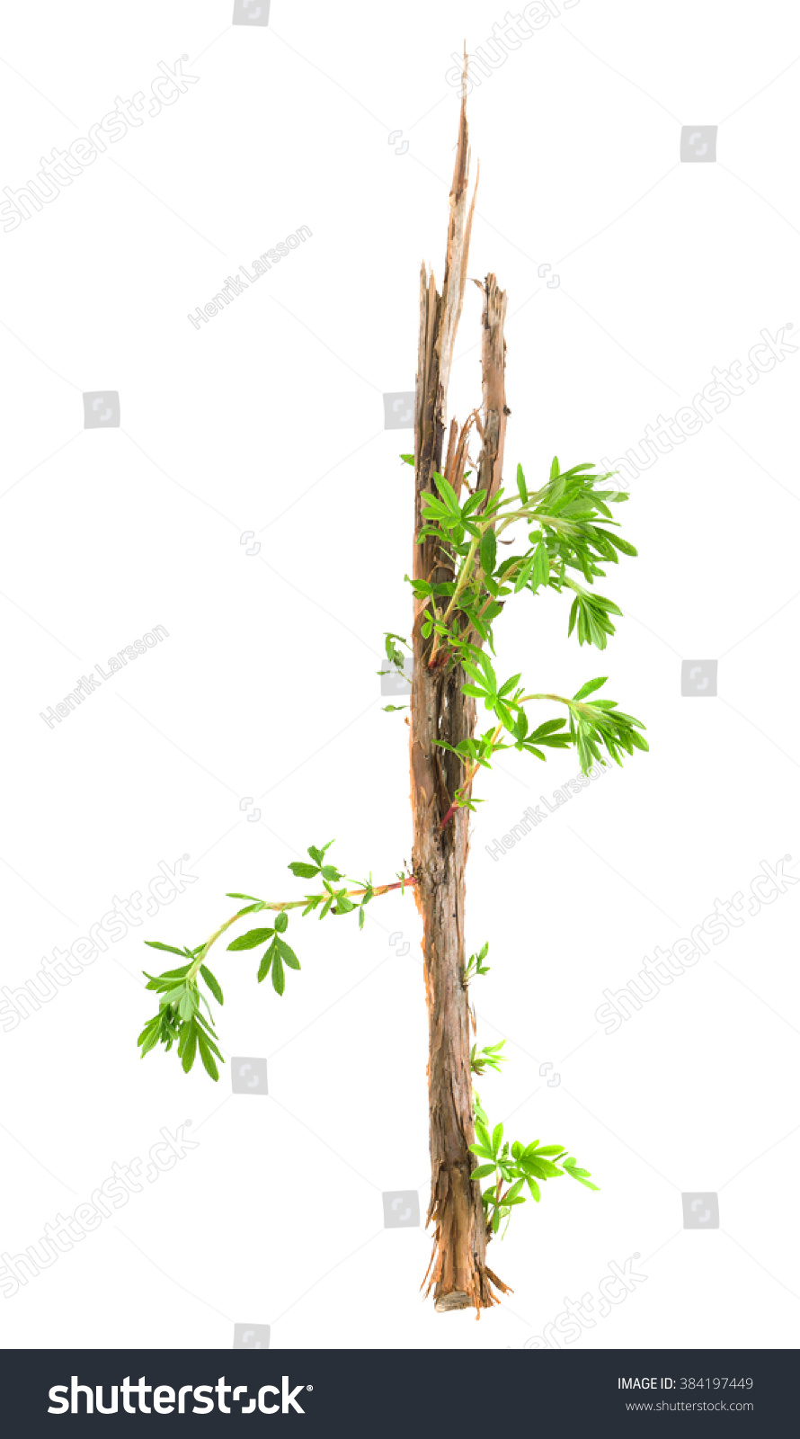 Fresh sprouts on cut bush cinquefoil, Potentilla fruticosa isolated on white background #384197449