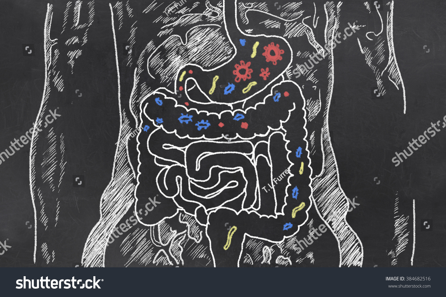 Intestines with Gut Bacteria on Blackboard #384682516