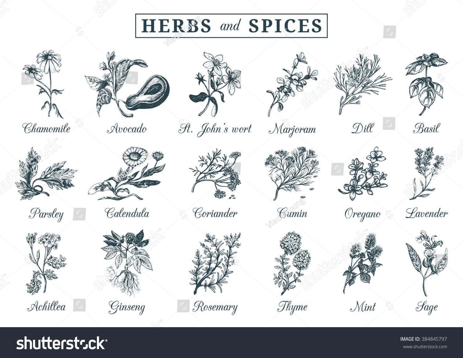 Herbs and spices set. Hand drawn officinalis, medicinal, cosmetic plants. Engraving botanical illustrations for tags. Vector healing wild flowers sketches for labels. #384845797