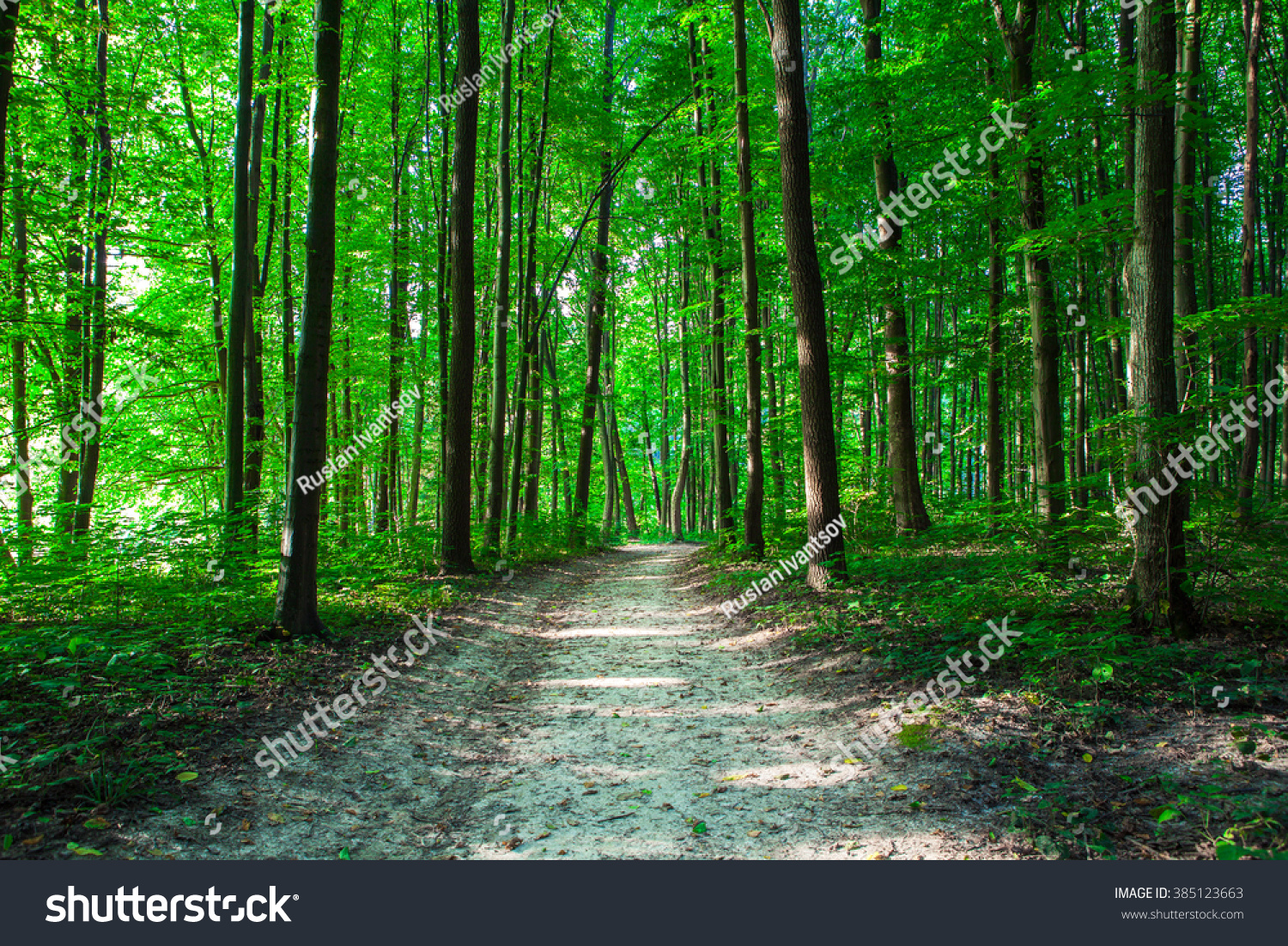 beautiful green forest #385123663
