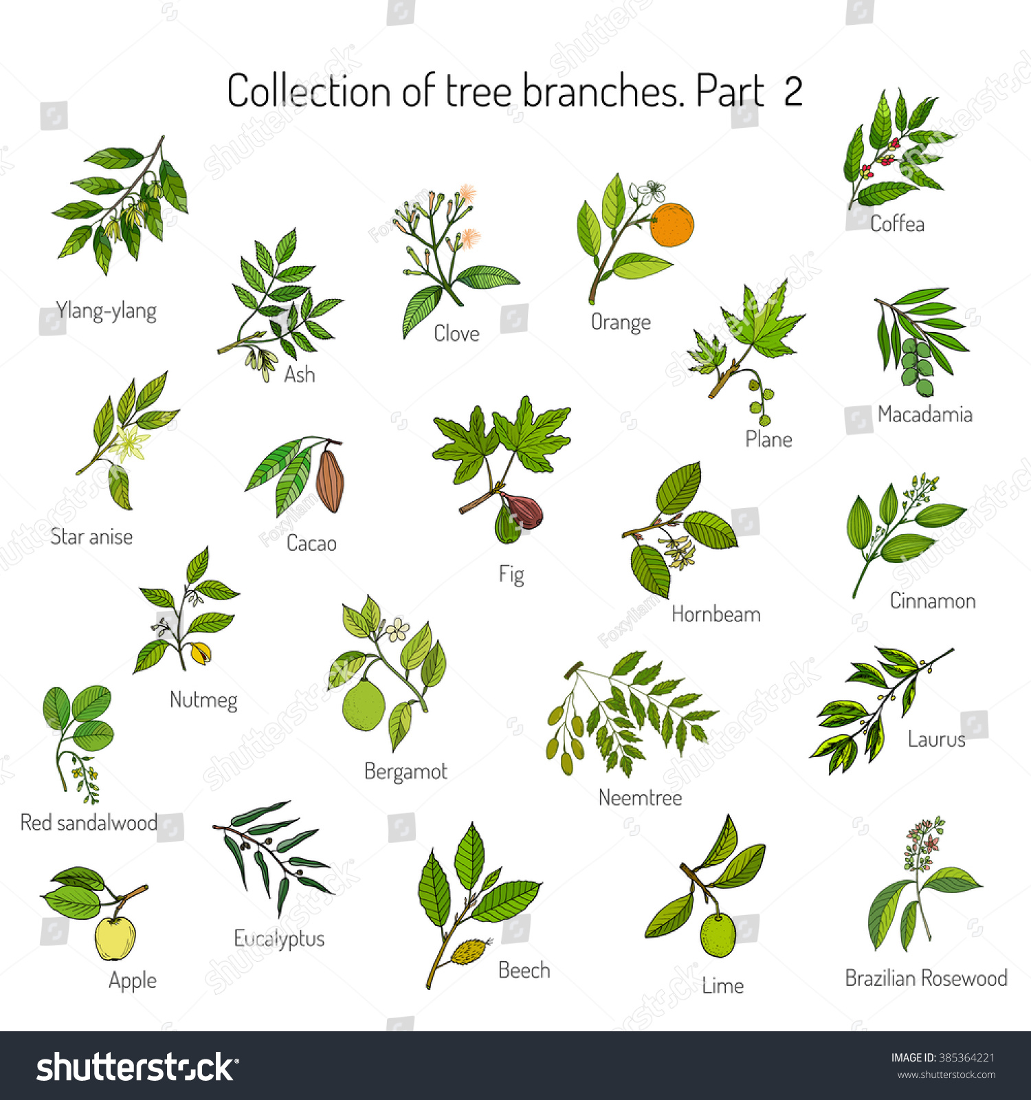 Set of different tree branches. Hand drawn vector illustration #385364221