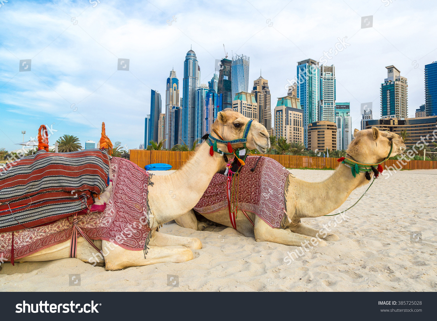 Camel in front of Dubai Marina in a summer day, United Arab Emirates #385725028