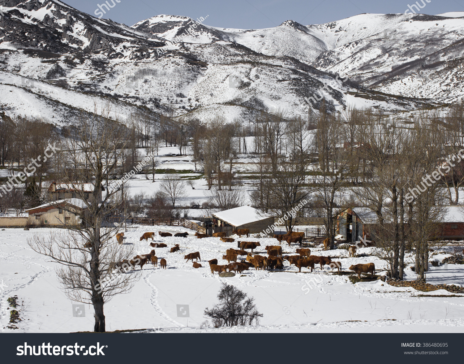Cows on snow covered countryside #386480695