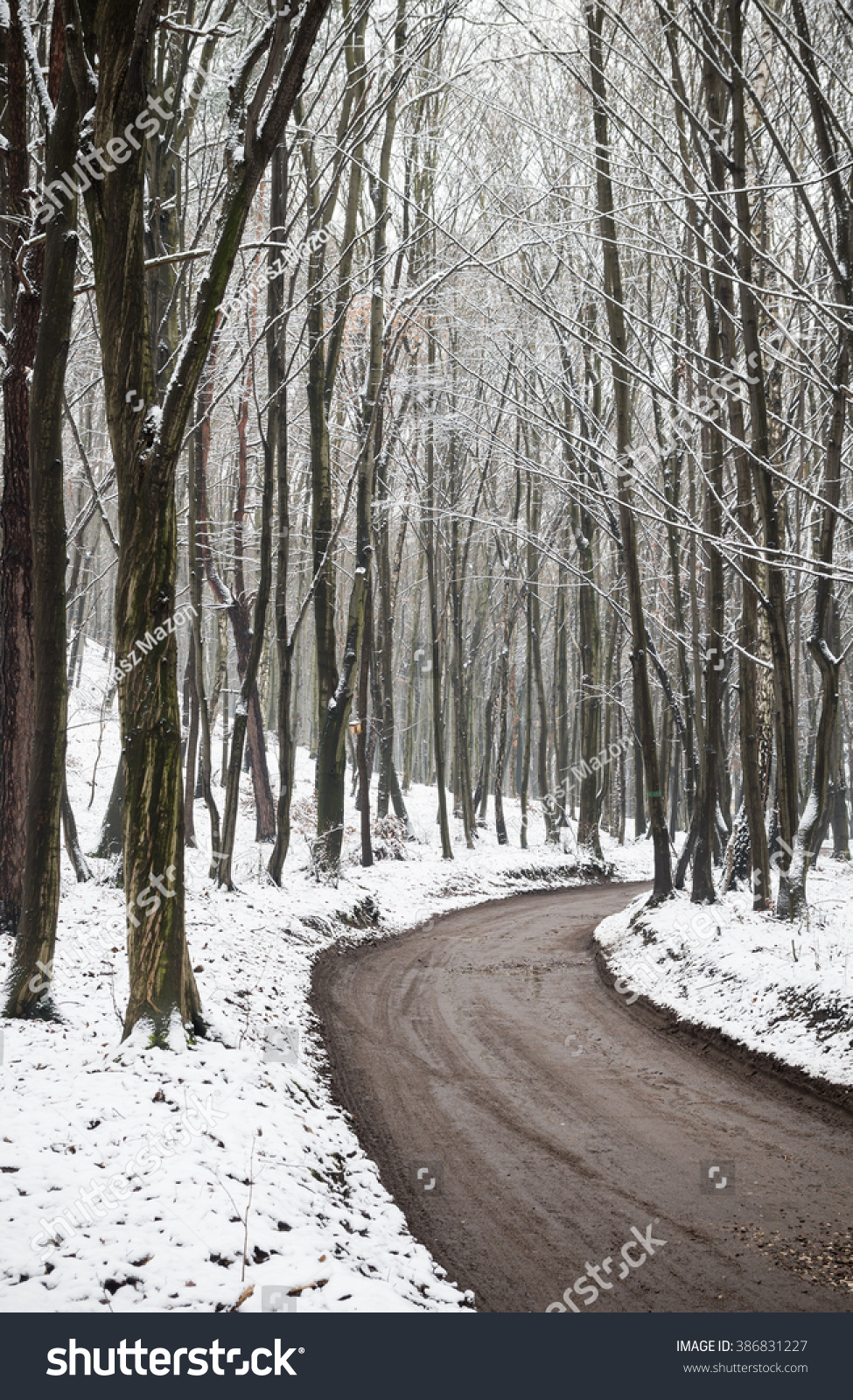 Winter forest road with dark trees, ground covered with snow #386831227