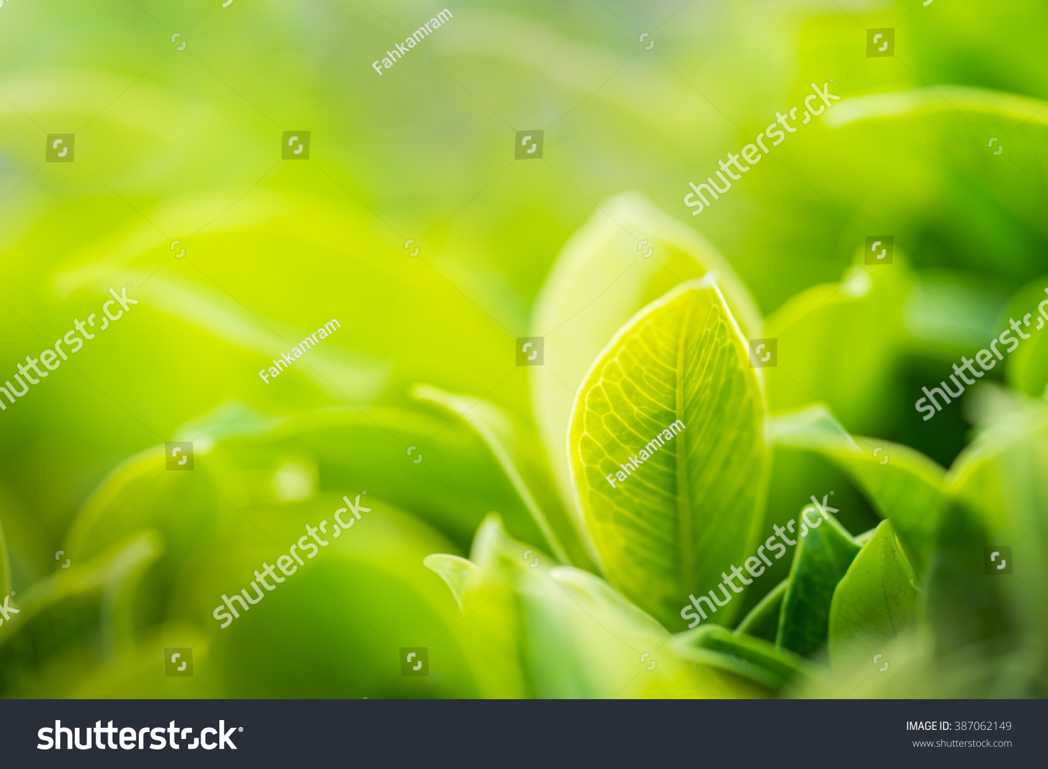 Nature of green leaf in garden at summer under sunlight. Natural green leaves plants using as spring background environment ecology or greenery wallpaper #387062149