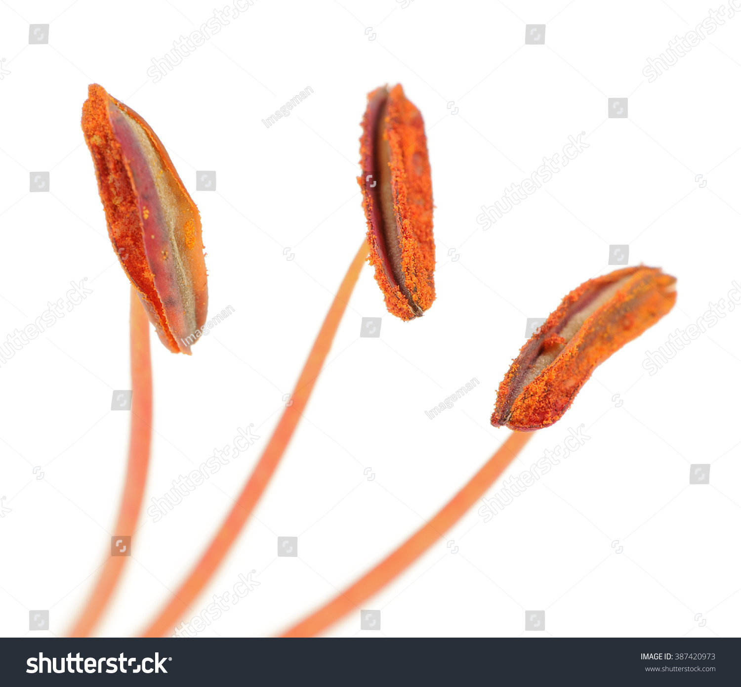 Lily Stamens with Pollen Macro on White Background #387420973