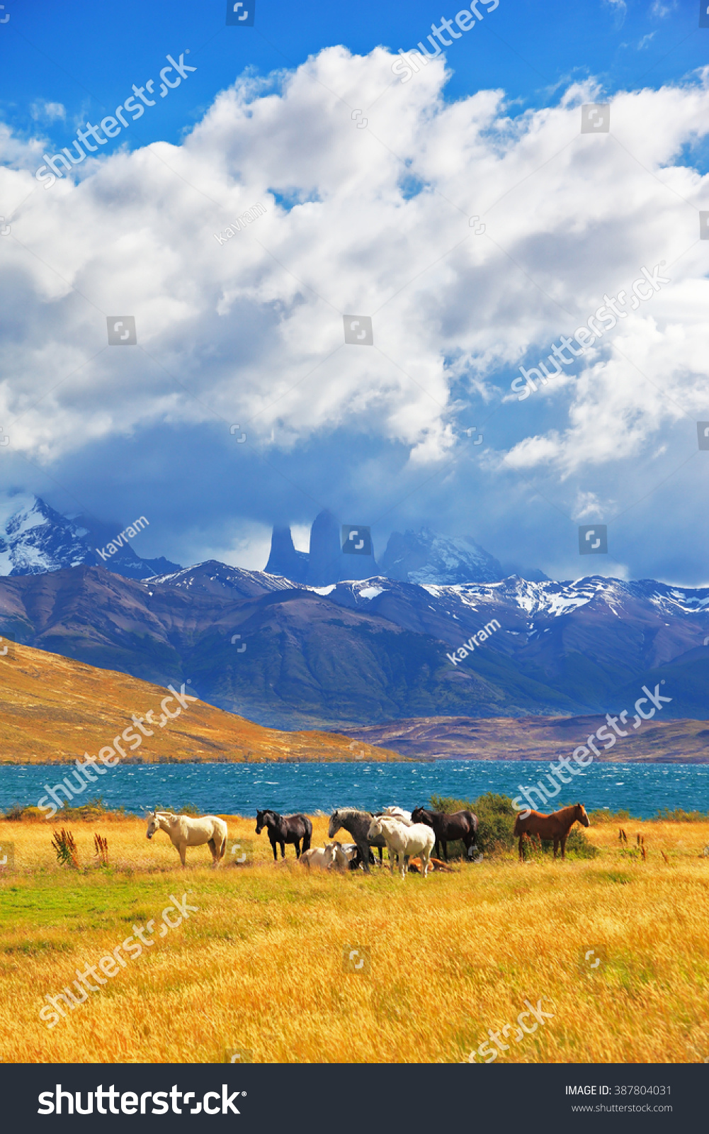 Beautiful thoroughbred horse grazing in a meadow near the lake. On the horizon, towering cliffs Torres del Paine #387804031