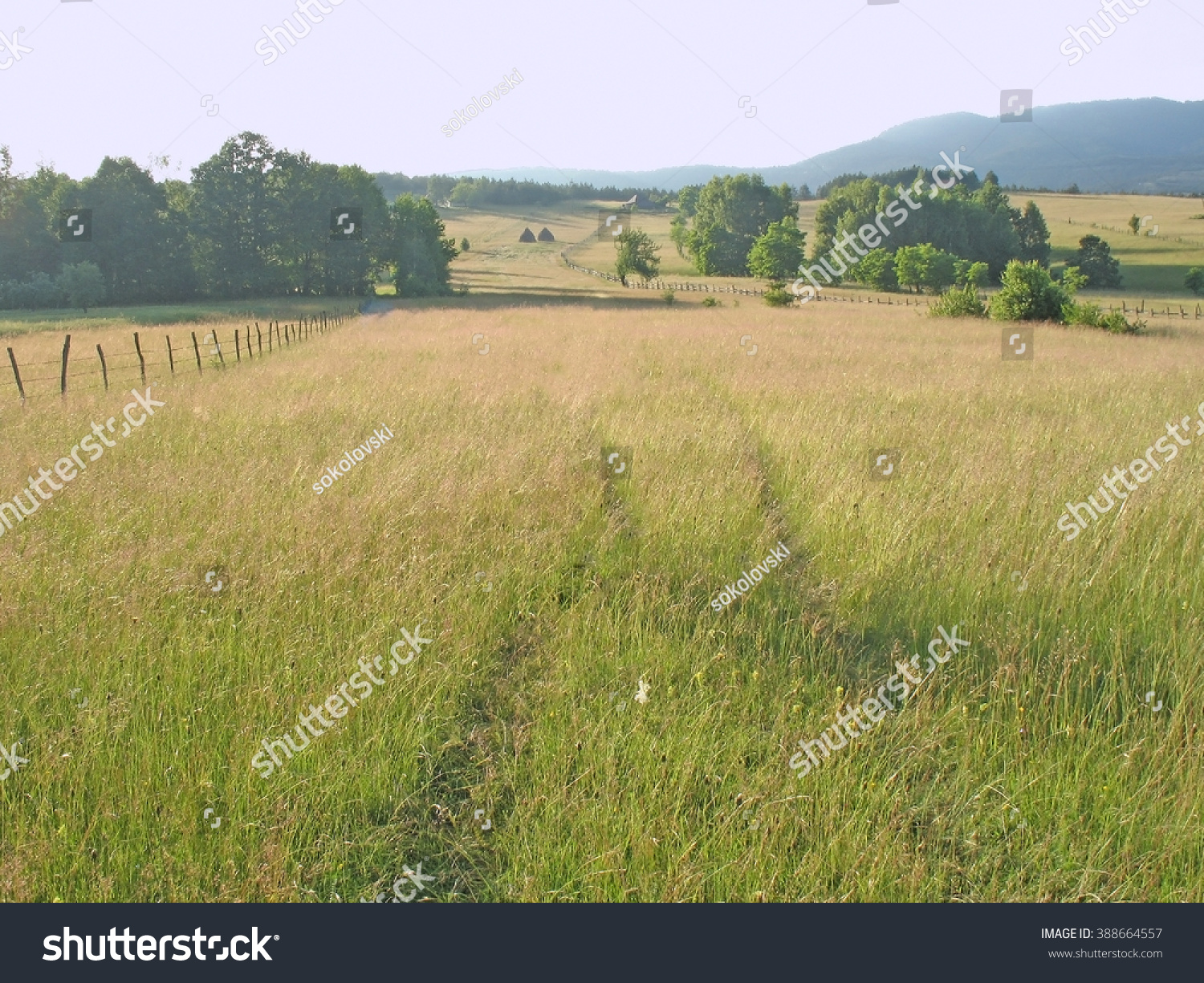 pasture, forest, track of path through meadow #388664557
