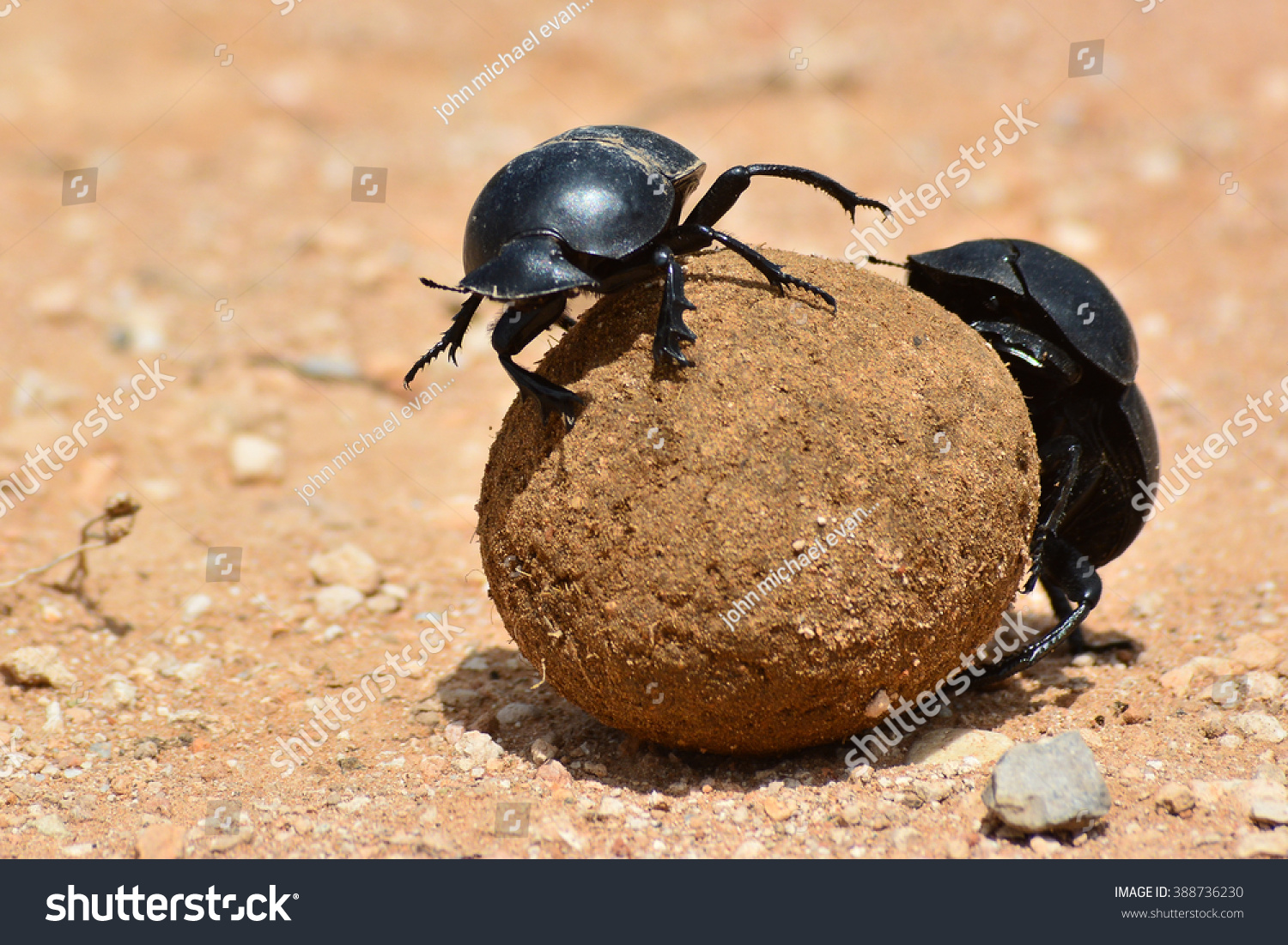 Dung beetle rolling a dung ball #388736230