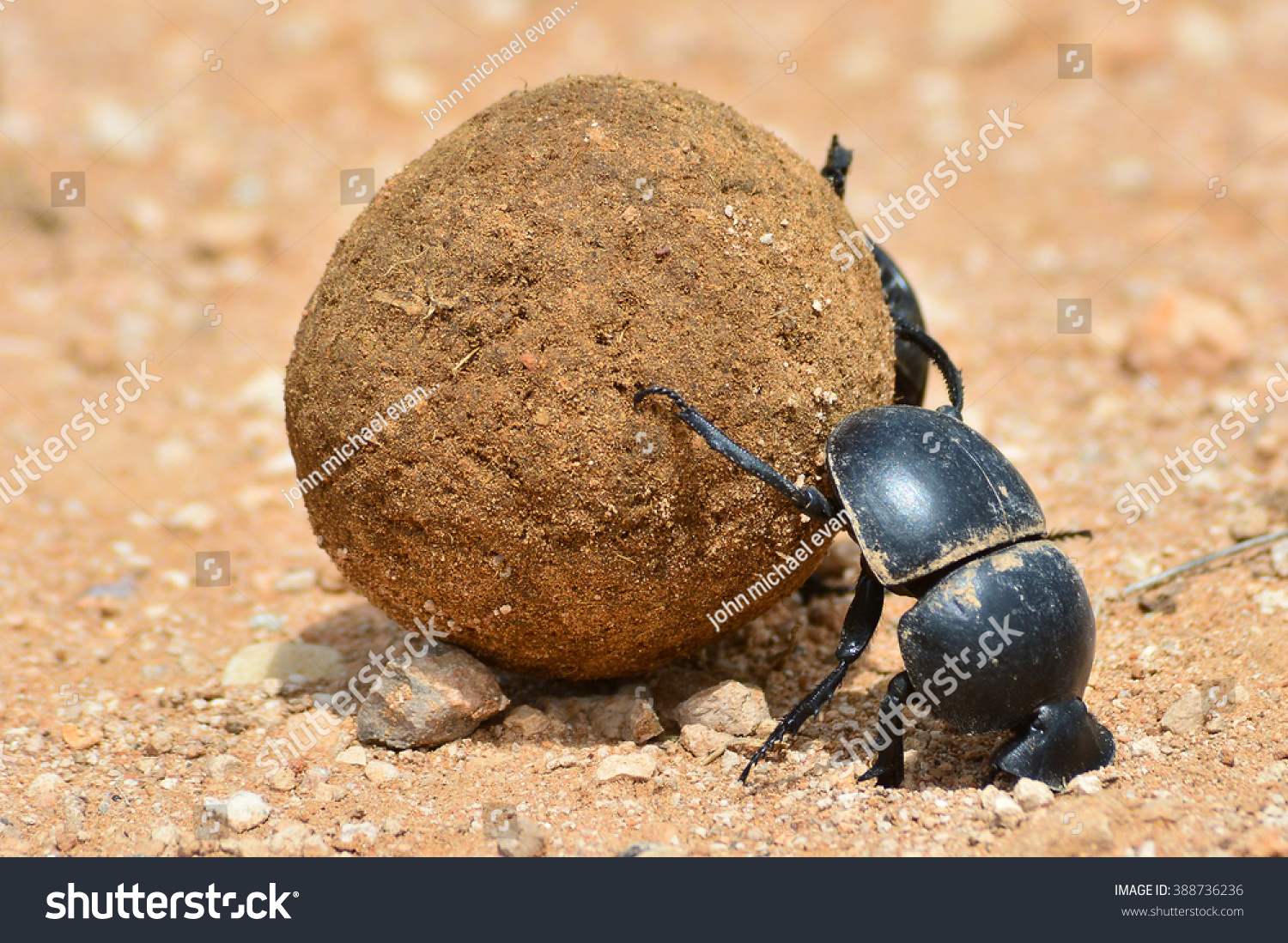 Dung beetle rolling a dung ball #388736236