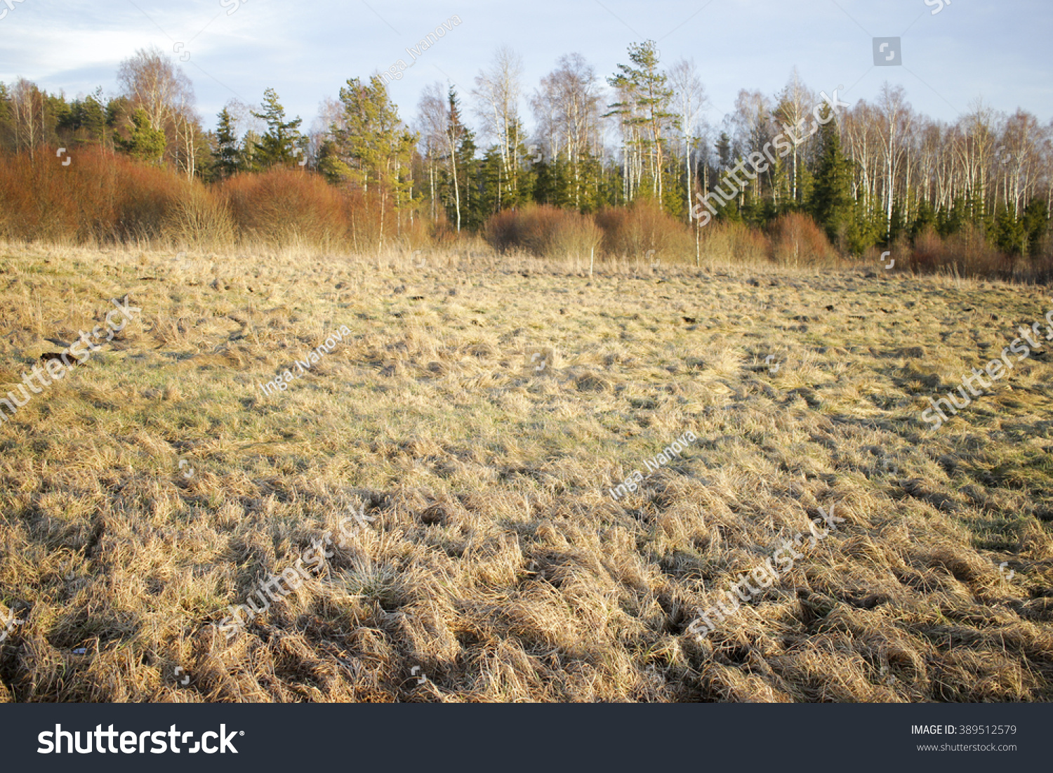 spring, brown grass, melted snow on a sunny day #389512579