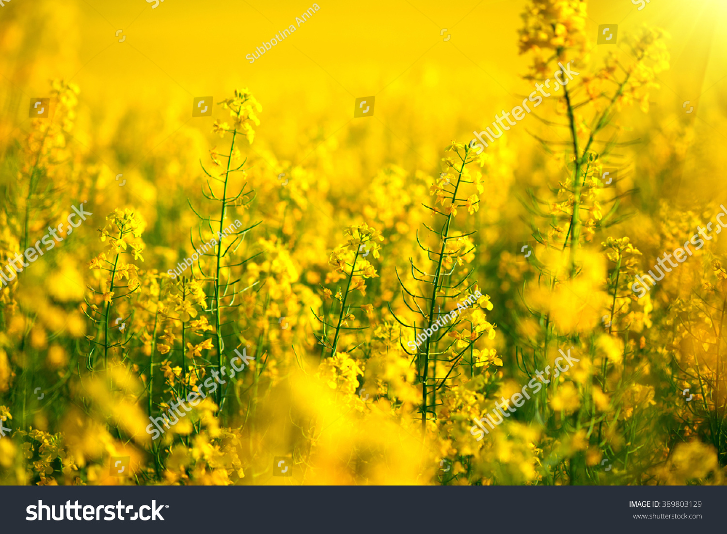 Rapeseed field, Blooming canola flowers close up. Rape on the field in summer. Bright Yellow rapeseed oil. Flowering rapeseed #389803129
