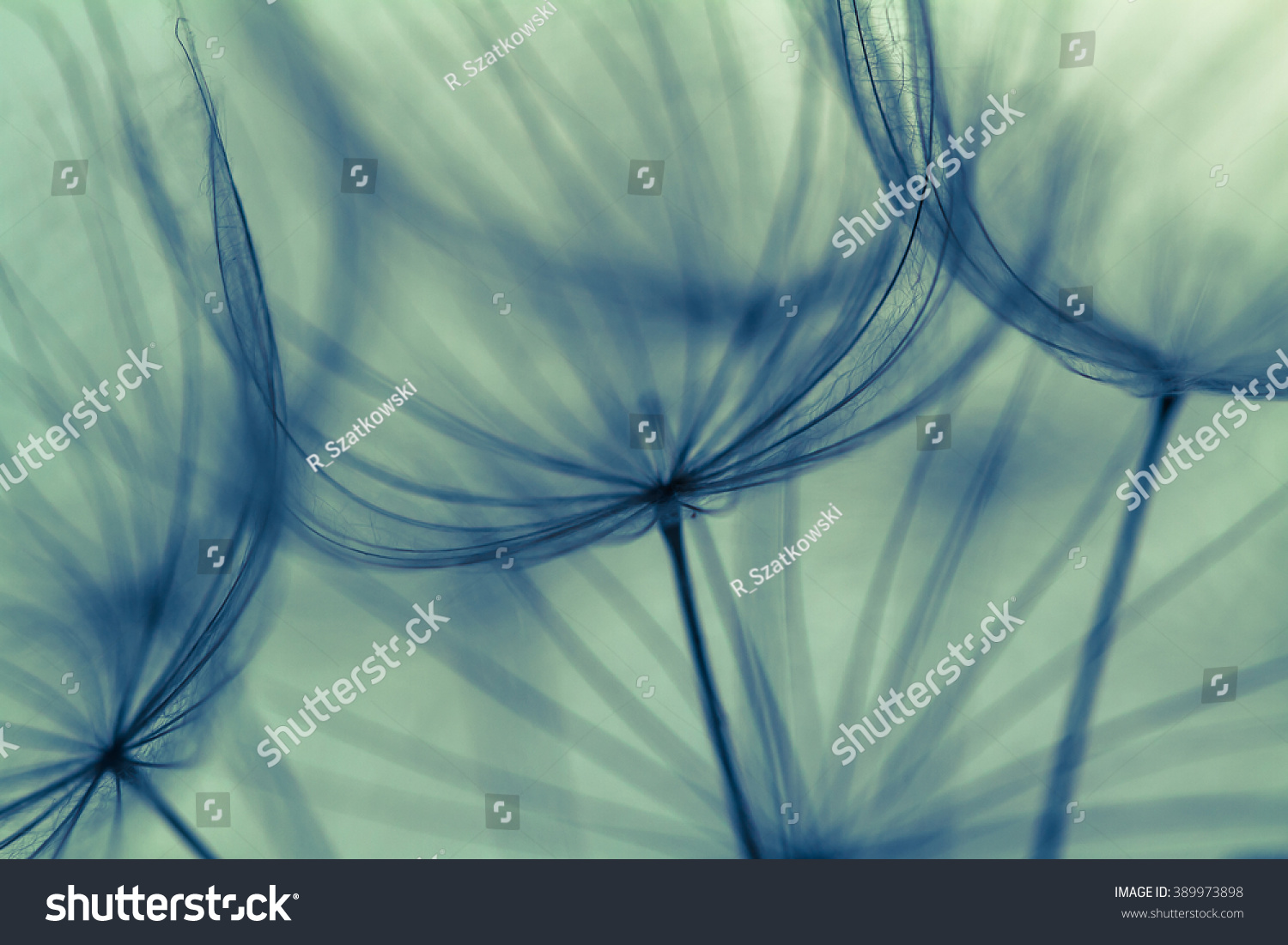 Abstract dandelion flower background, extreme closeup. Big dandelion on natural background. Art photography  #389973898