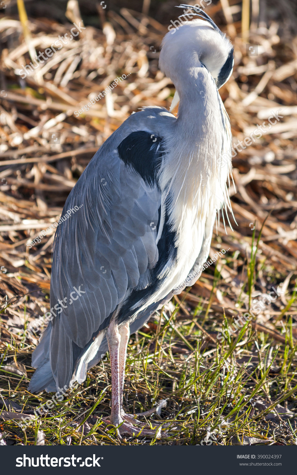 The grey heron, aka Ardea cinerea, is a wading bird of the heron family Ardeidae, native throughout temperate Europe and Asia and also parts of Africa #390024397