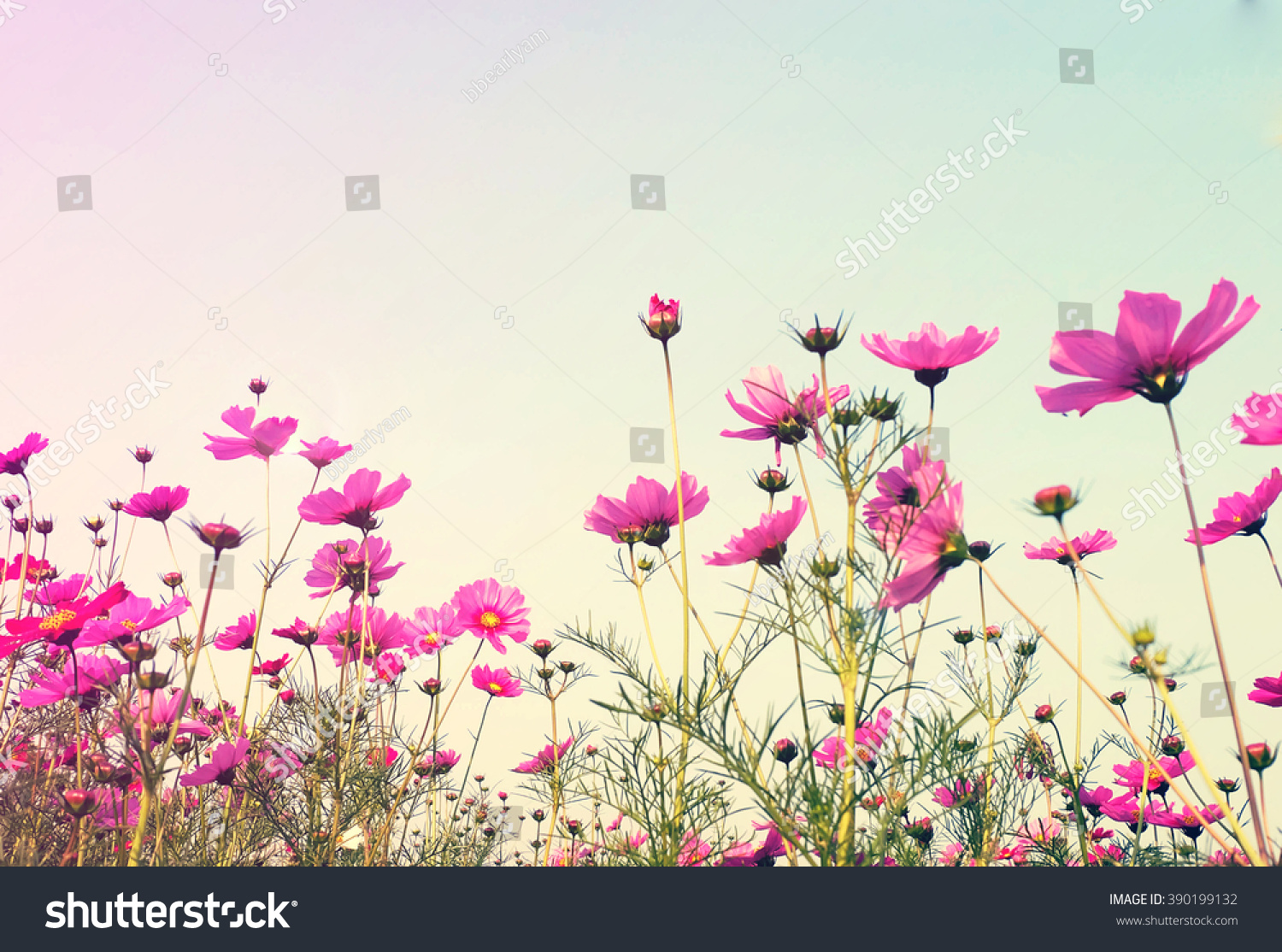 Vintage Pink Cosmos flowers with sky #390199132