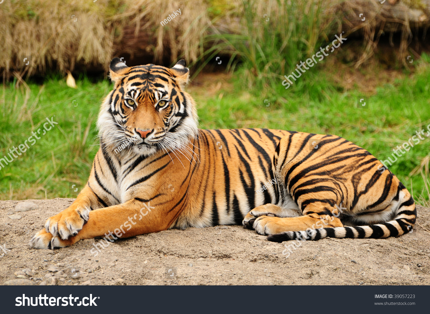 Portrait of a Royal Bengal tiger alert and staring at the camera #39057223