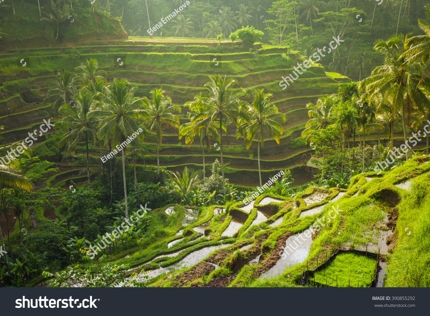 Beautiful rice terraces in the morning light near Tegallalang village, Ubud, Bali, Indonesia. #390855292