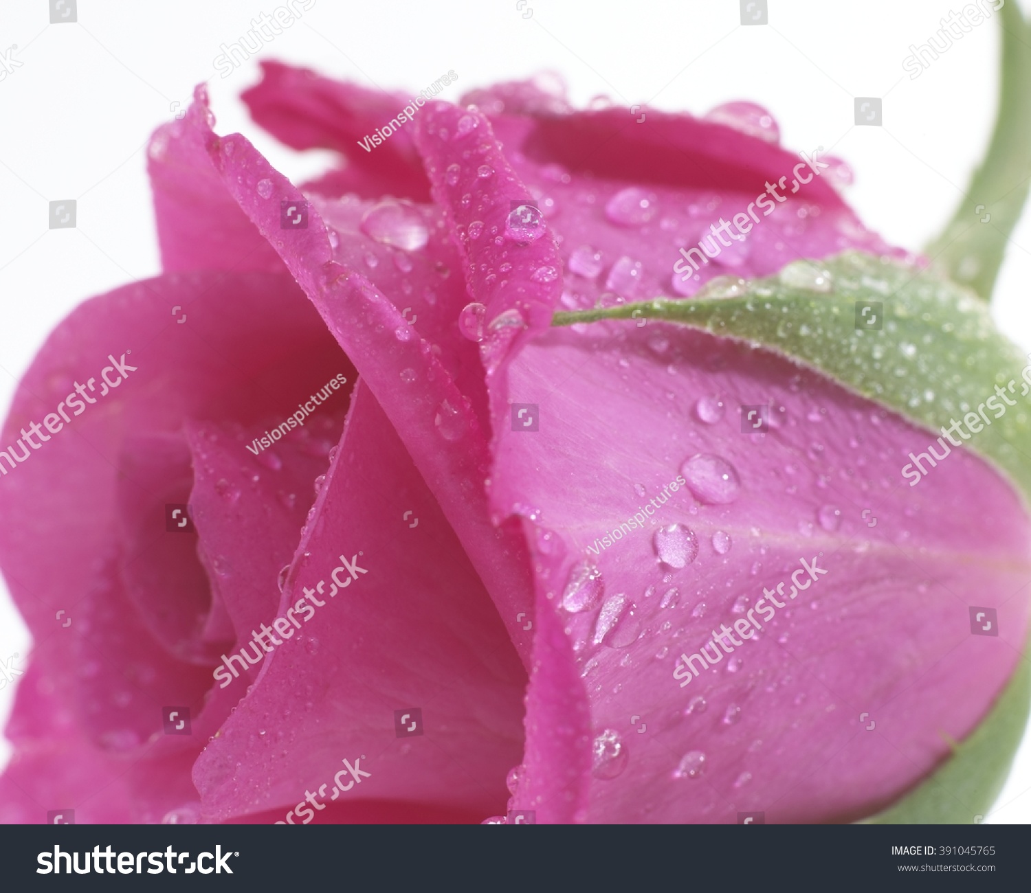 Rosa pink #391045765