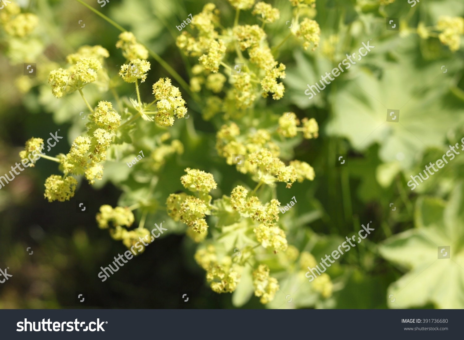 Common lady's mantle in garden #391736680