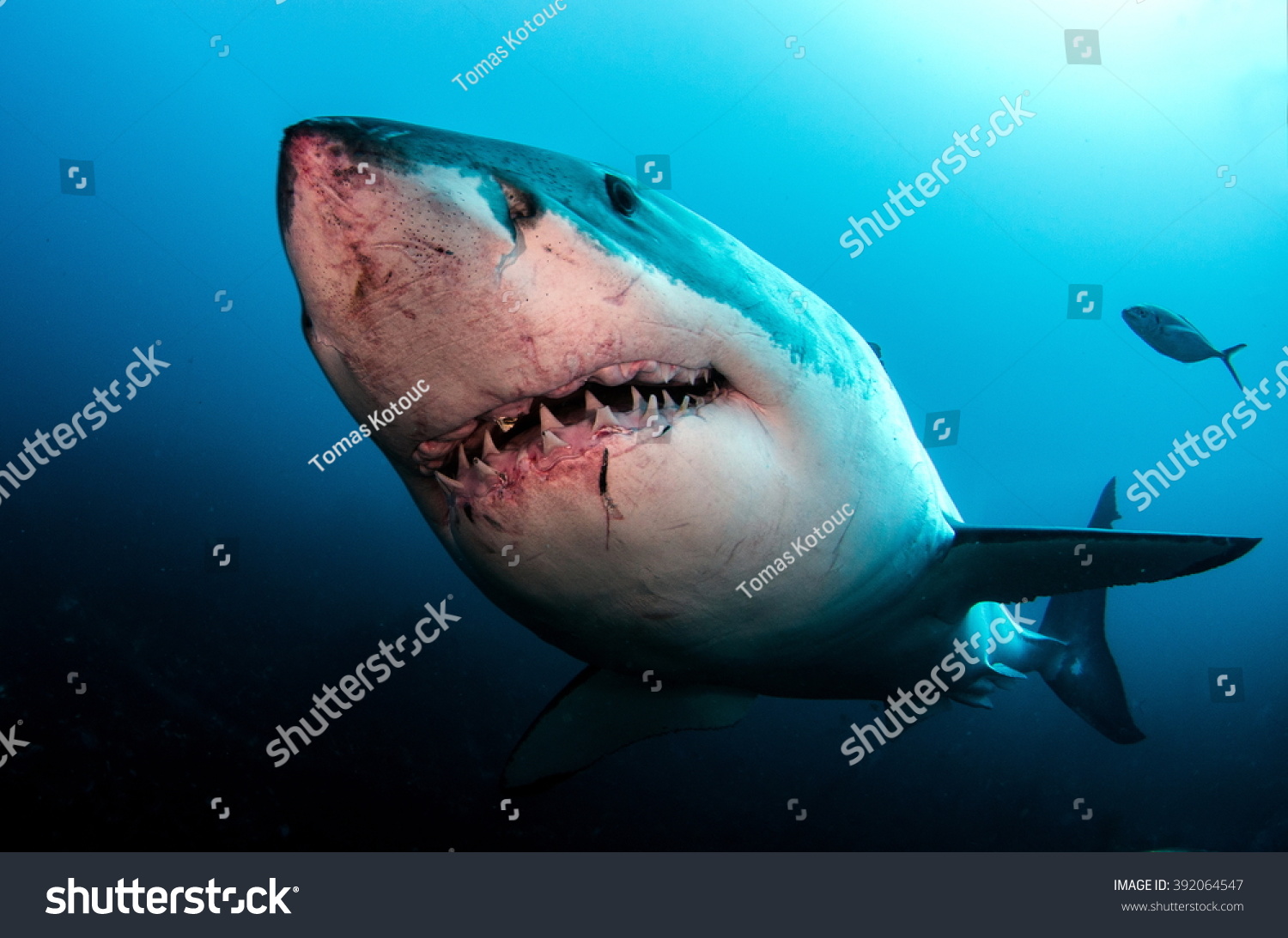 Great White Shark #392064547