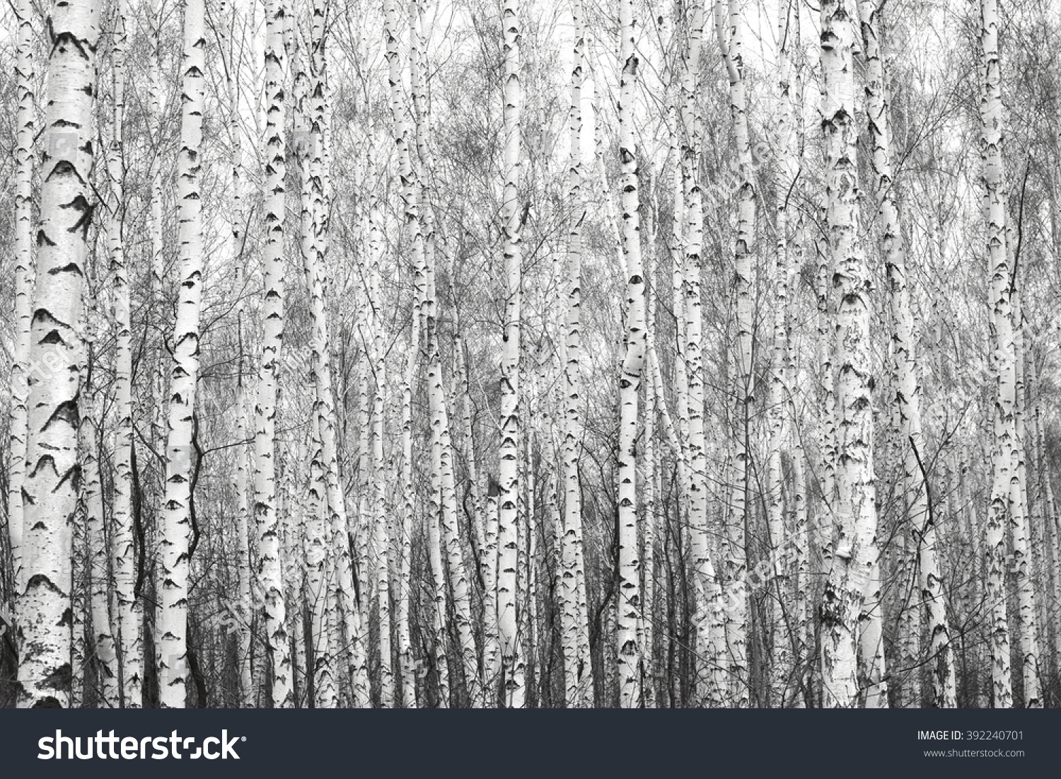 black and white birch forest, black-white photo with black and white birch trees with black and white birch bark #392240701