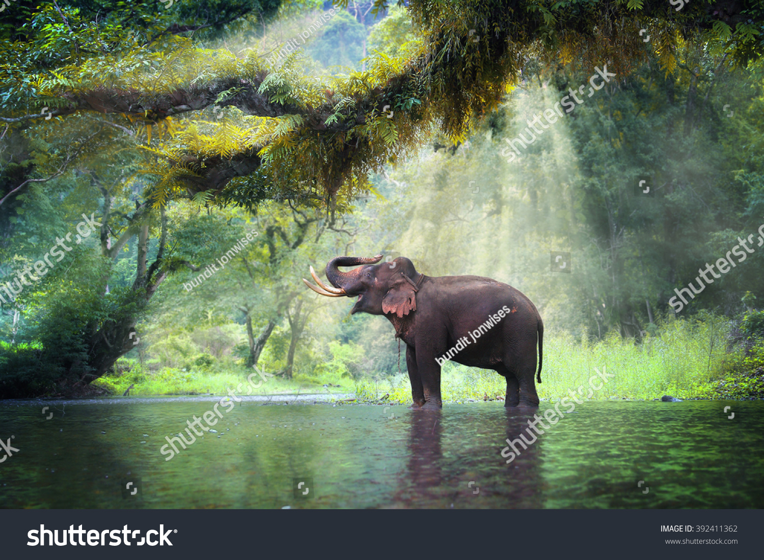 Wild elephant in the beautiful forest at Kanchanaburi province in Thailand, (with clipping path) #392411362