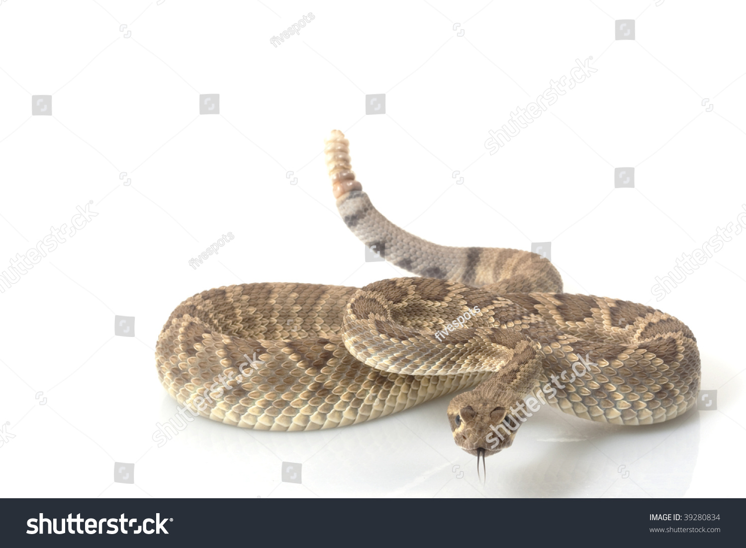 Dwarf Mojave rattlesnake (Crotalus scutulatus) isolated on white background #39280834