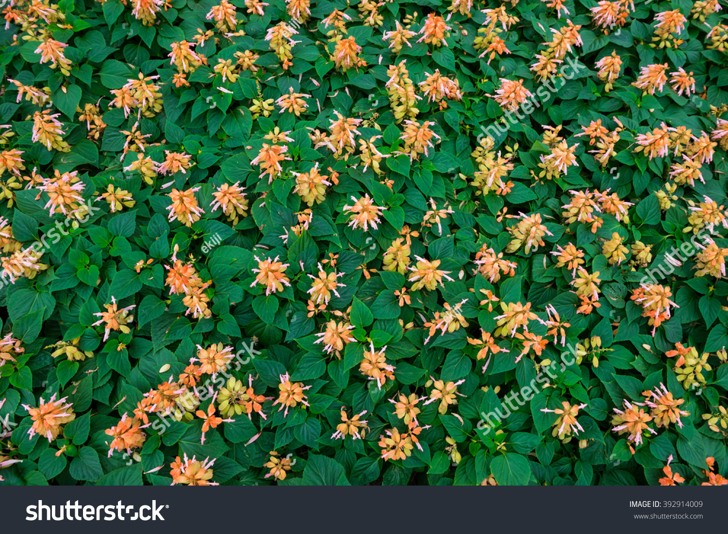wallpaper orange flower with green leaf #392914009
