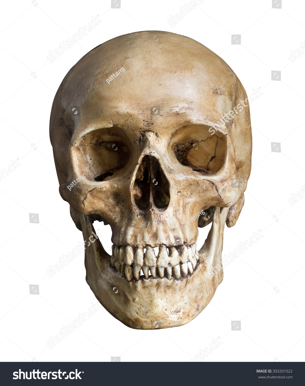 Human skull, isolated on white background with clipping path #393201022