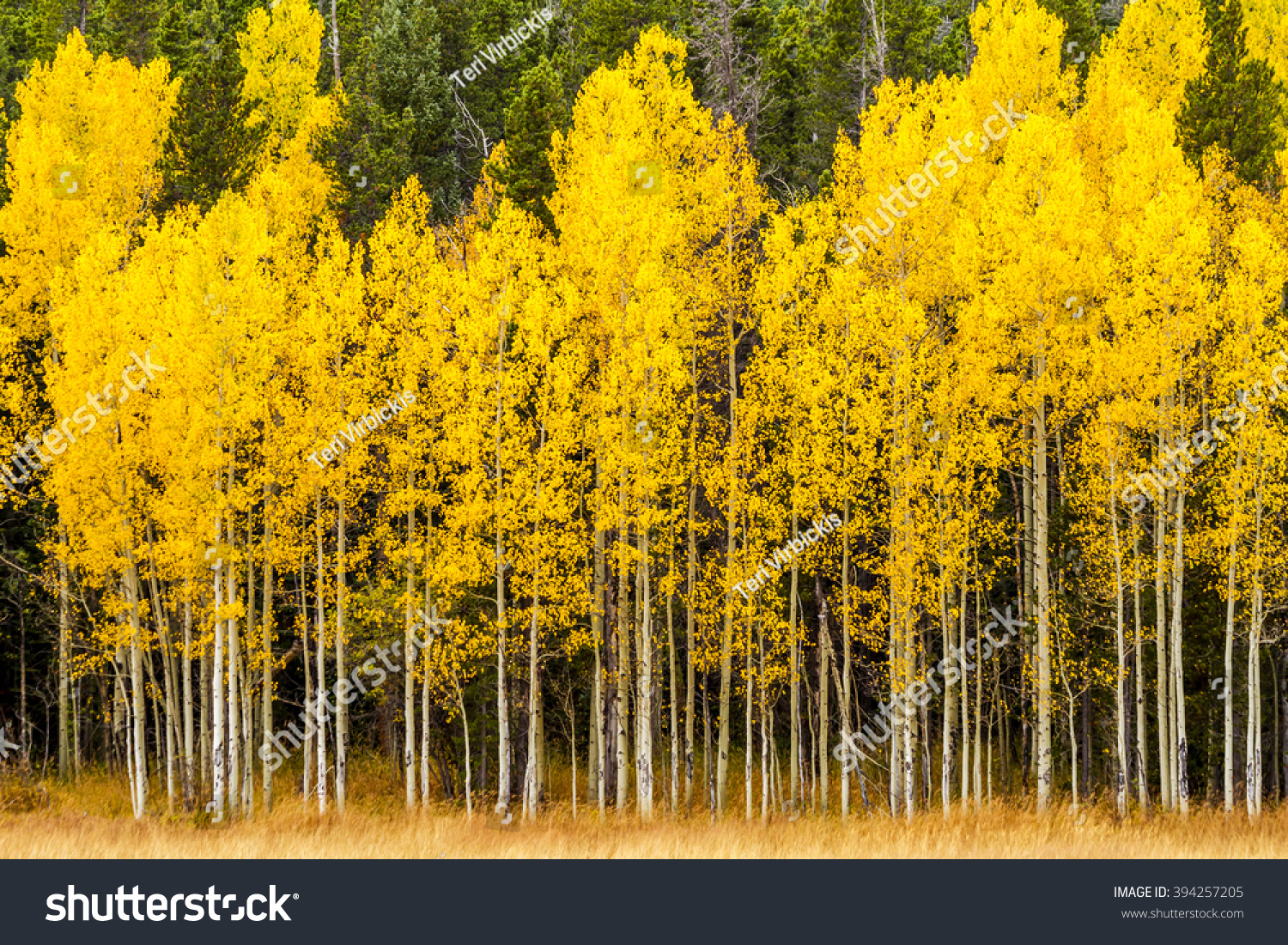 Stand of changing yellow Aspen tree in front of dark green pine trees in mountains of Colorado on fall afternoon #394257205