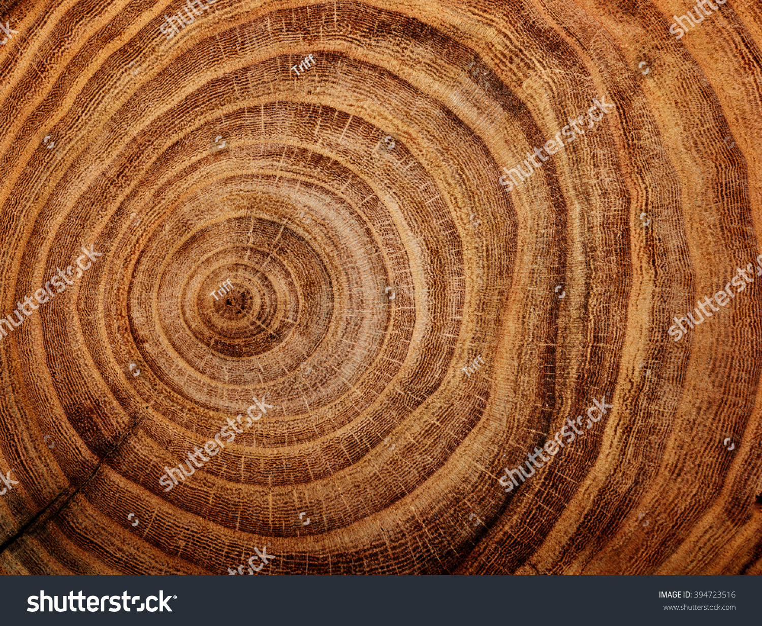 stump of oak tree felled - section of the trunk with annual rings #394723516