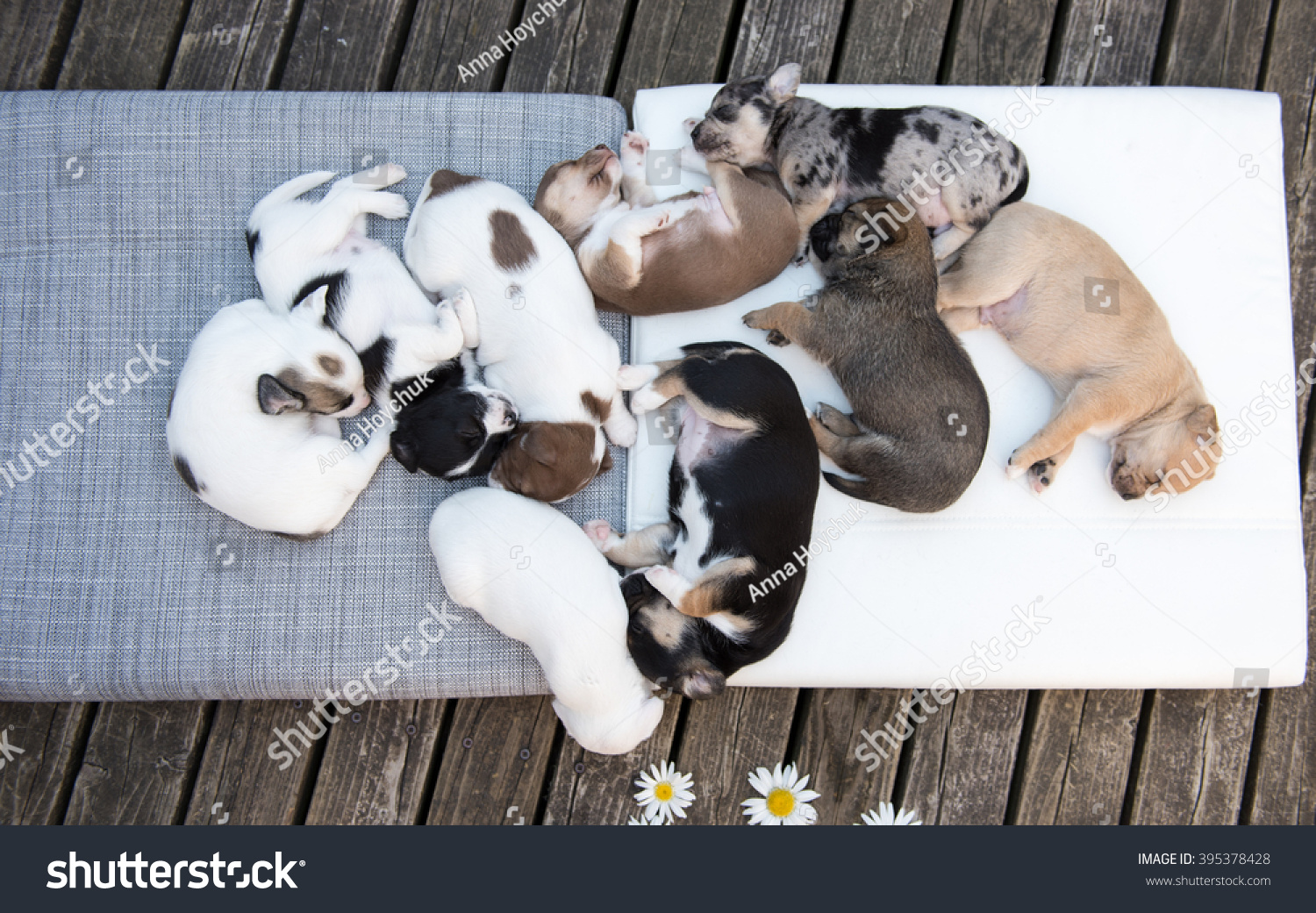 Small Mixed Breed Puppies Sleeping in Dog Pile Outside #395378428