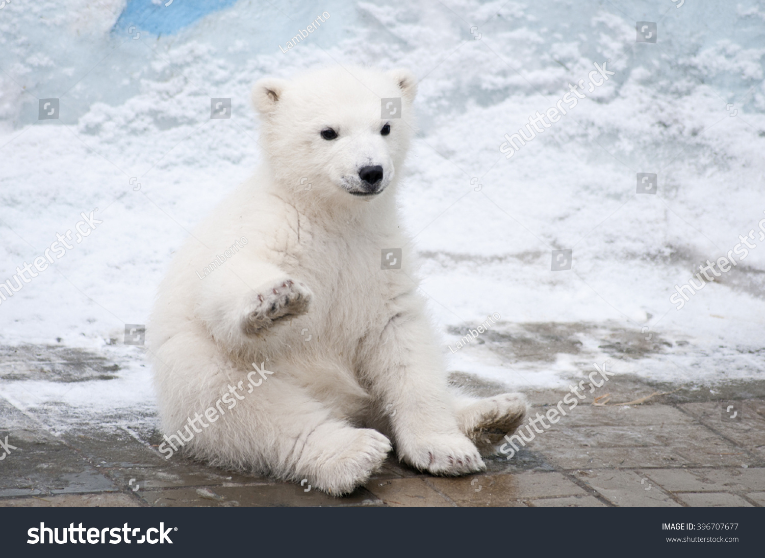 Little polar bear sits like a dog raising up his right paw #396707677