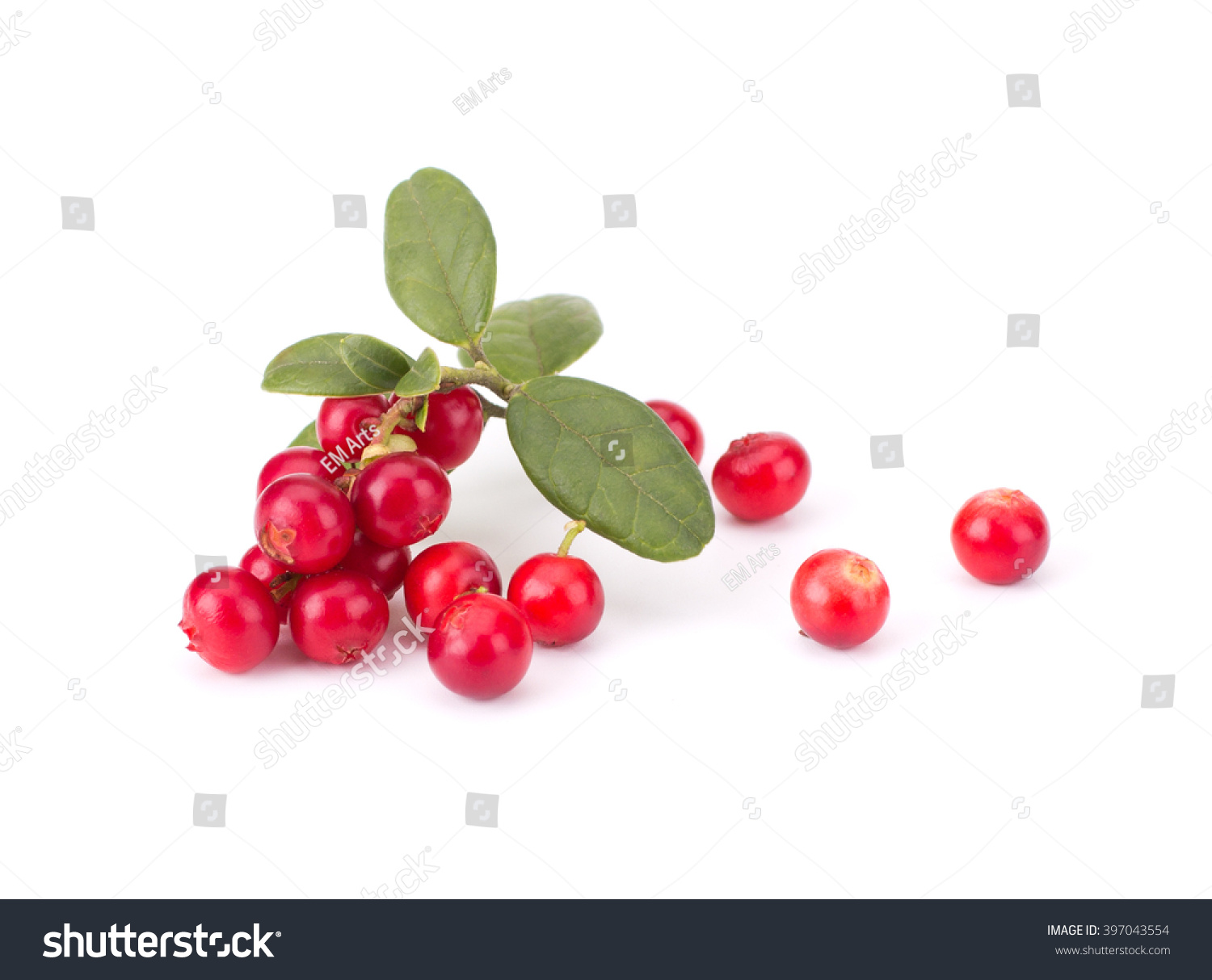 Fresh hand-picked forest Cowberry isolated on white background #397043554