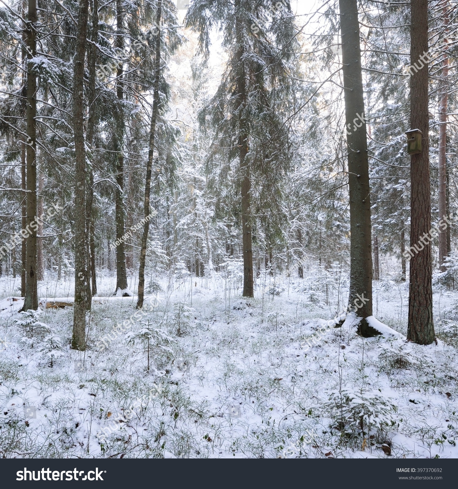 Winter wonderland in a snowy pine forest #397370692