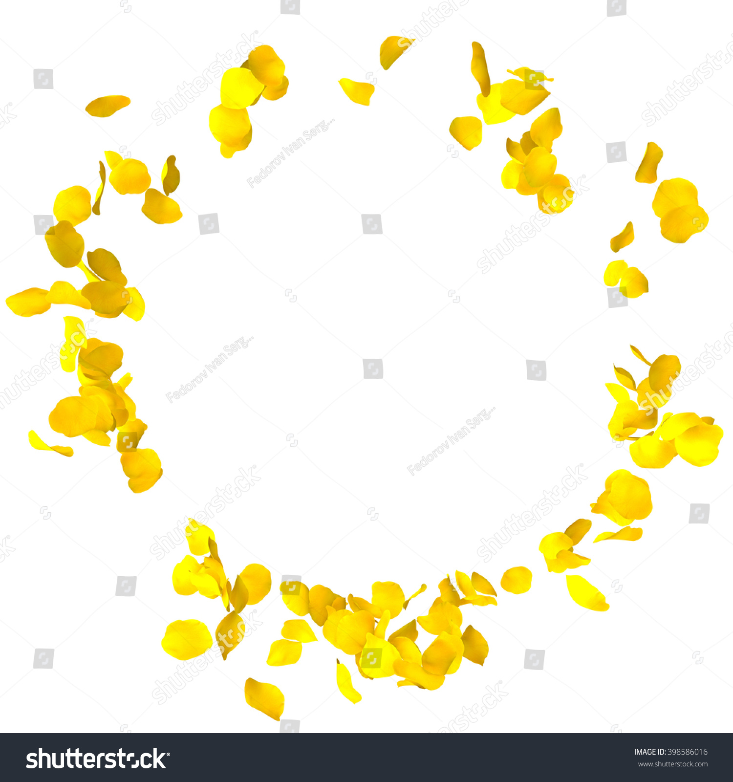 Petals yellow roses are flying in a circle on isolated white background. There is a place for Your text or photo #398586016