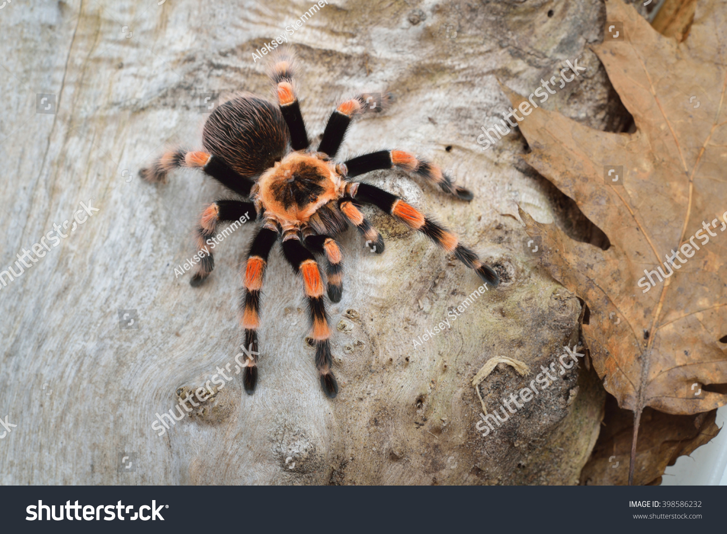 Birdeater tarantula spider Brachypelma smithi in natural forest environment. Bright orange colourful giant arachnid. #398586232