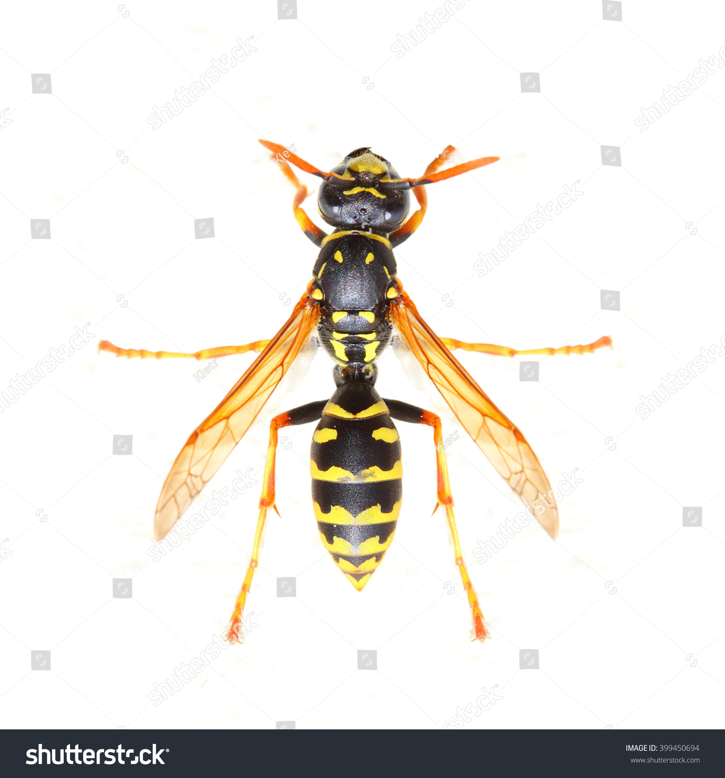 Yellow Jacket Wasp is a poisonous pest on garden Royalty Free Stock