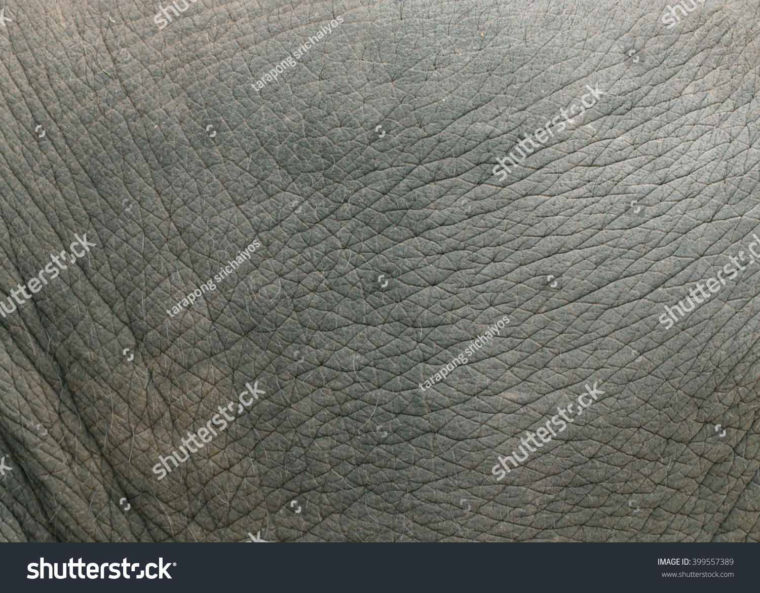 Elephant skin texture. #399557389