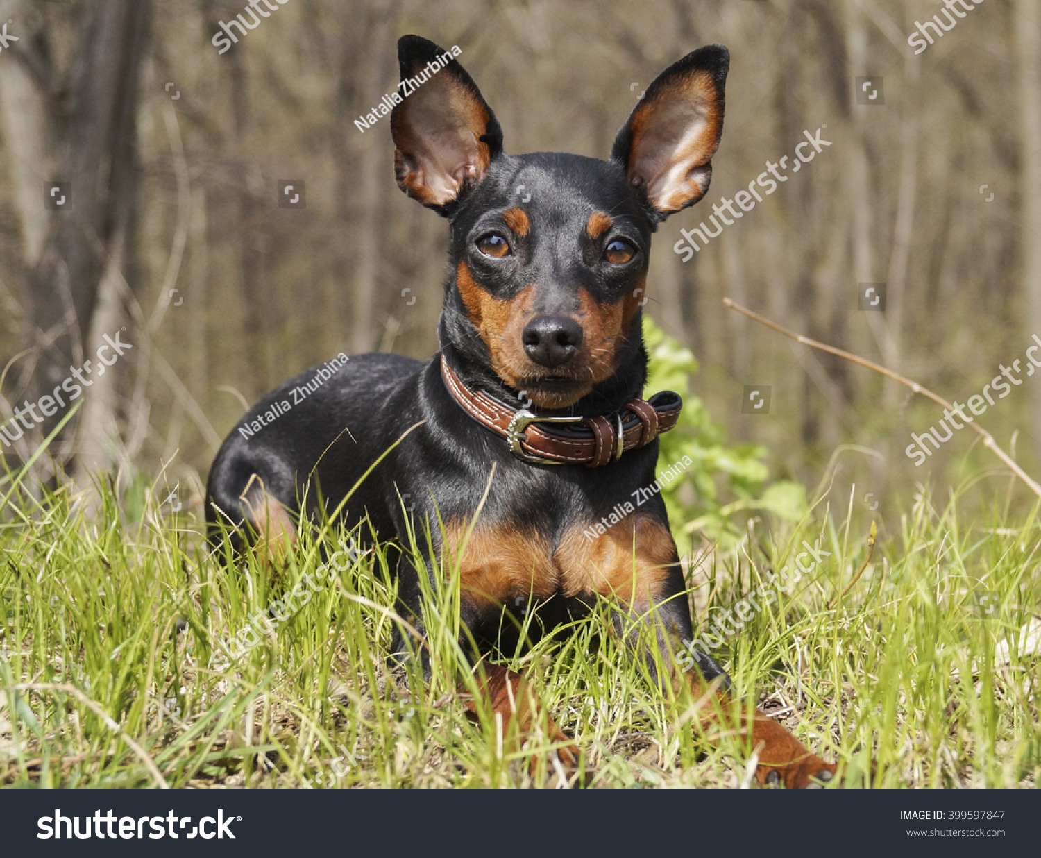 Little Long Eared Dog Shorthair Black Stock Photo 399597847