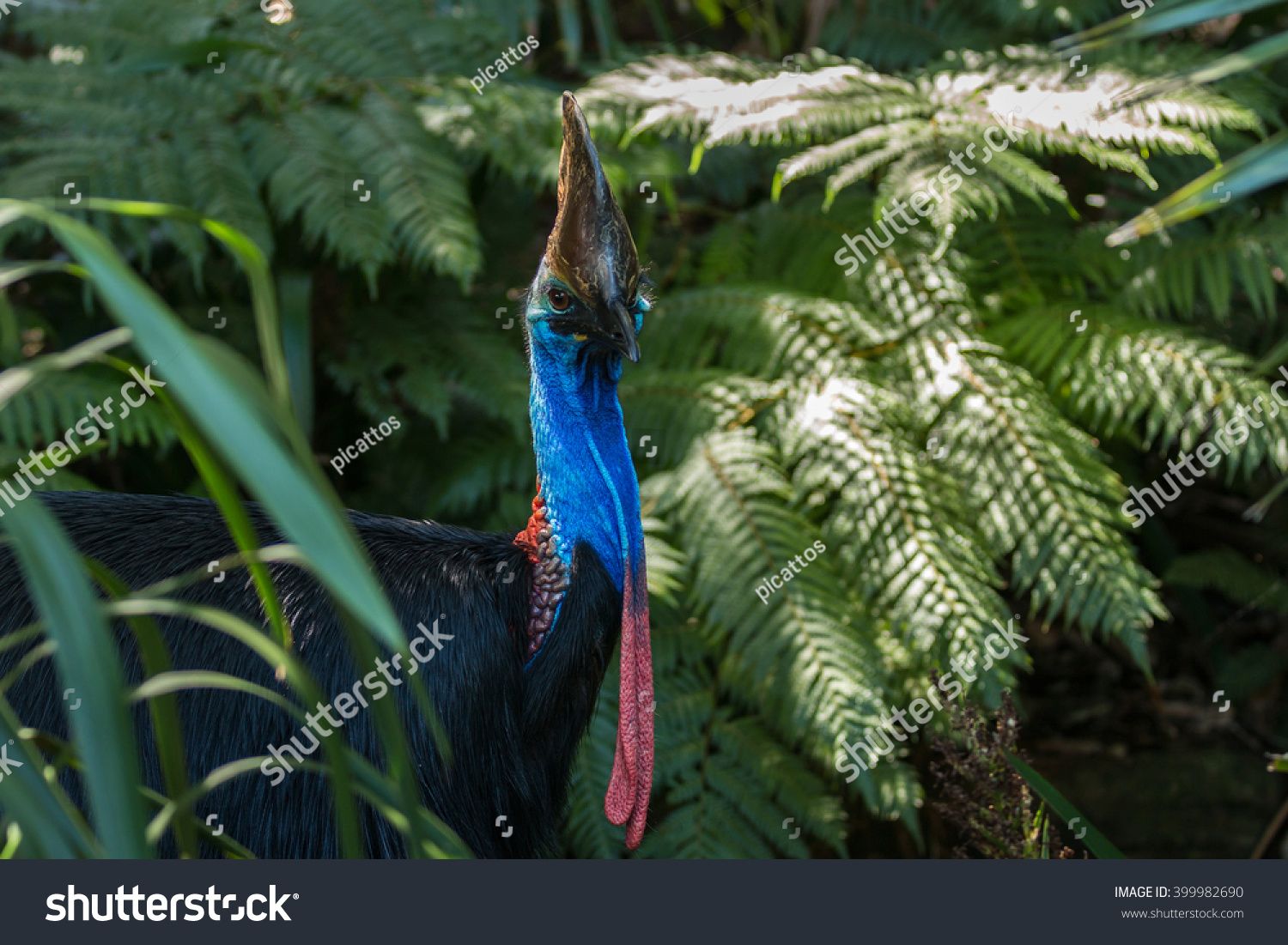 southern cassowaries - daintree national park - Royalty Free Stock ...