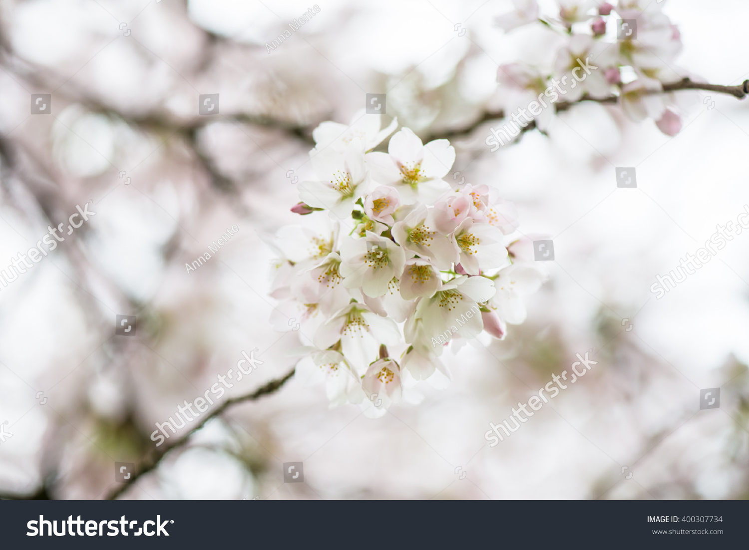 Blooming Tree Branches with White Flowers, Cherry Blooming, Springtime, Park in England, UK #400307734