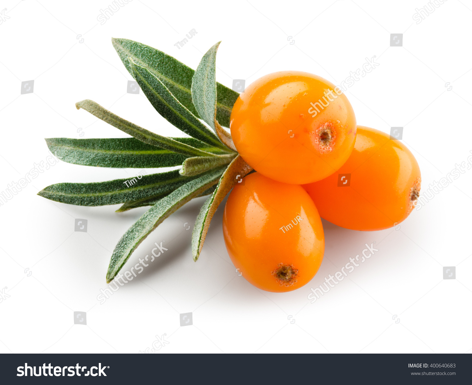 Sea buckthorn isolated on the white. With clipping path.
 #400640683