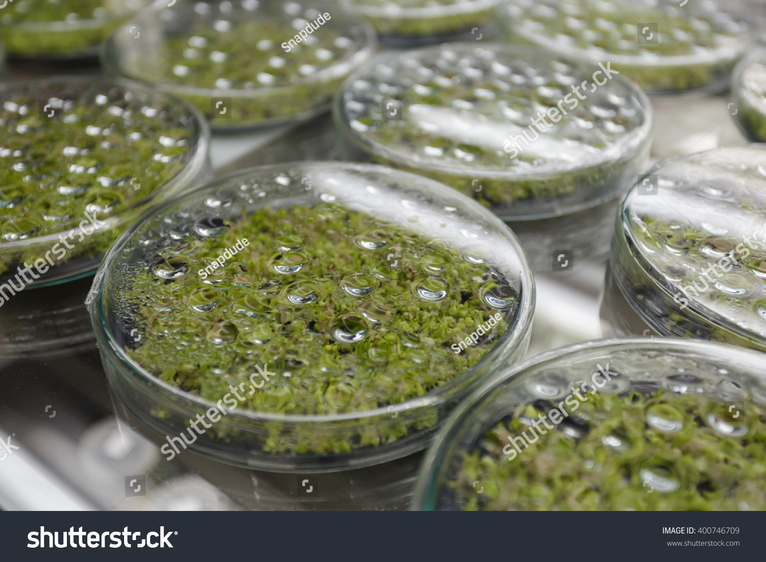 plant tissue culture laboratory - Royalty Free Stock Photo 400746709 ...